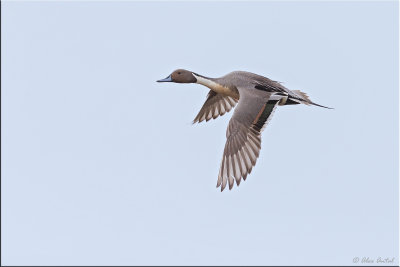 Northern pintail