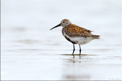 Dunlin