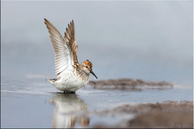 Western sandpiper