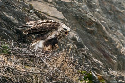 Nesting Rough-legged Hawk