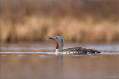 Red-throated Loon