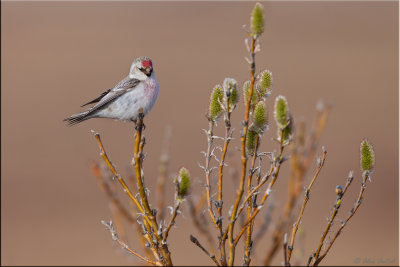 Hoary Redpoll