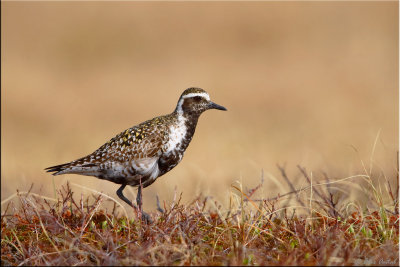 Pacific golden plover (F)