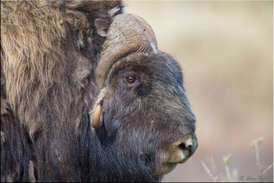 muskox