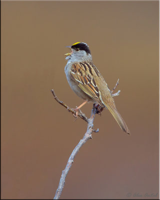goldencrowned_sparrow