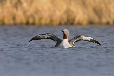 Red-throated Loon