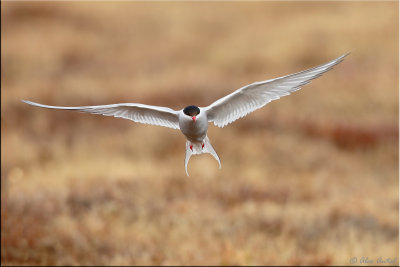 Arctic tern