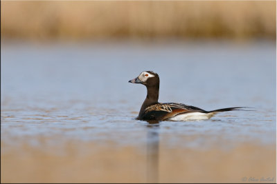 longtailed_duck_
