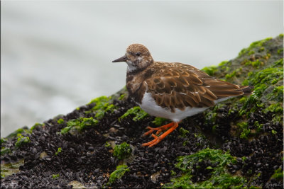 ruddy_turnstone_