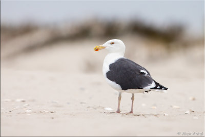 Great Black-backed Gull