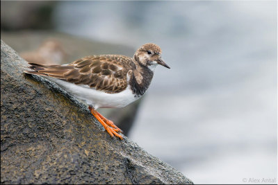 ruddy_turnstone_