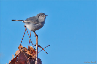 Cuban gnatcatcher