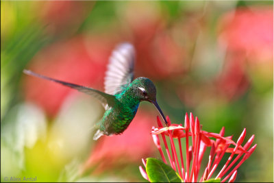 Cuban emerald