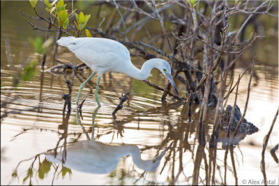 Little blue heron