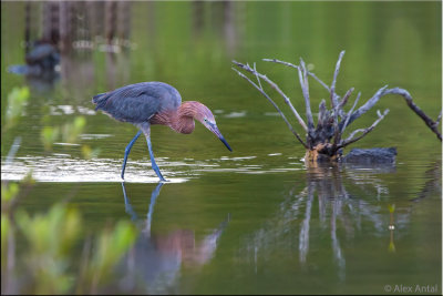 Reddish egret