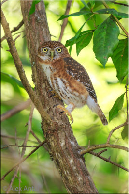 Cuban pygmy owl