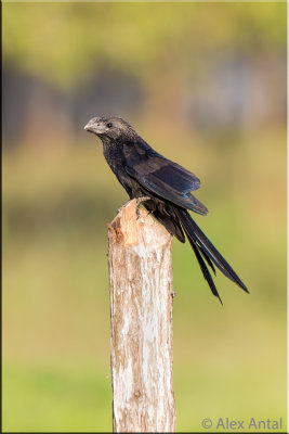 Smooth-billed ani