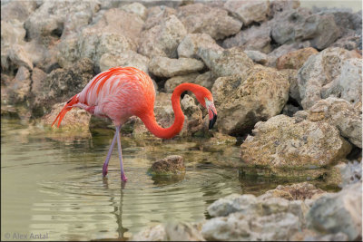 American Flamingo