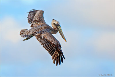 Brown Pelican