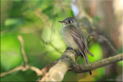 Cuban Pewee