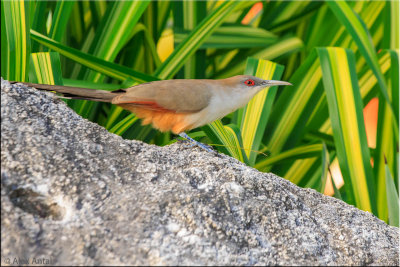 Great Lizard Cuckoo