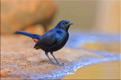 Indian robin (M)