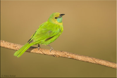 Jerdon's Leafbird