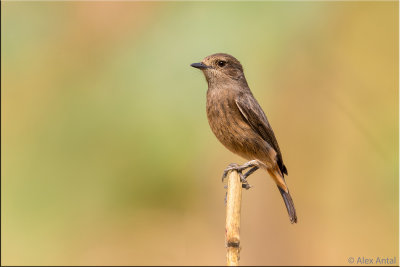 Pied bush chat (F)