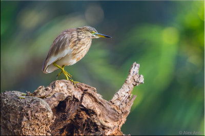 Indian Pond Heron