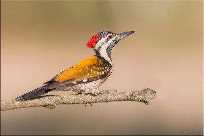 Lesser Golden-backed Woodpecker