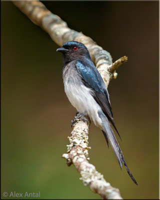 White-bellied drongo