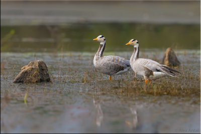 Bar-headed goose