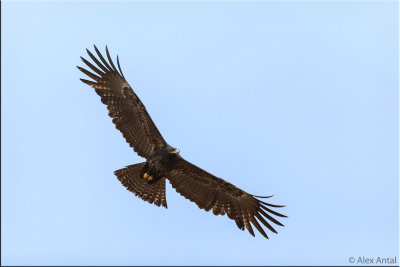 Indian Black eagle