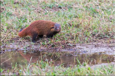 Stripe Napped Mongoose