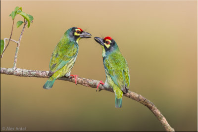 Coppersmith barbet