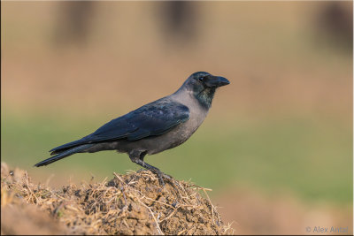 House crow