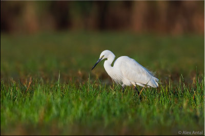 Intermediate egret