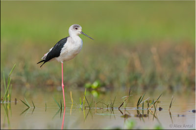 Black-winged stilt