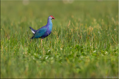 Purple Moorhen