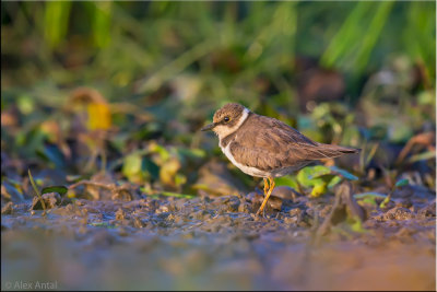 little ring plover