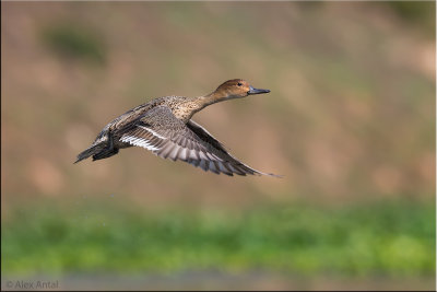 Northern Pintail - Female