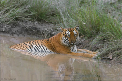 The Prince of Bandipur