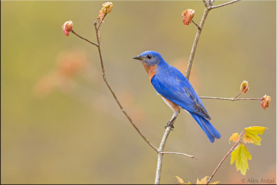 Eastern bluebird