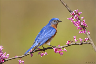Eastern bluebird