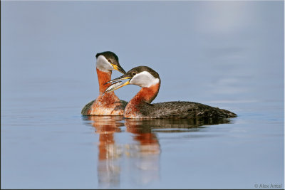 Red-necked Grebes