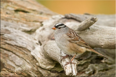whitecrowned_sparrow