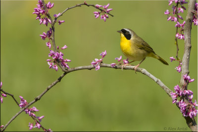 Common Yellow-Throated Warbler (M)