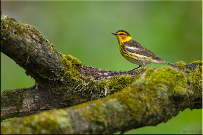 cape_may_warbler