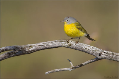 Nashville Warbler