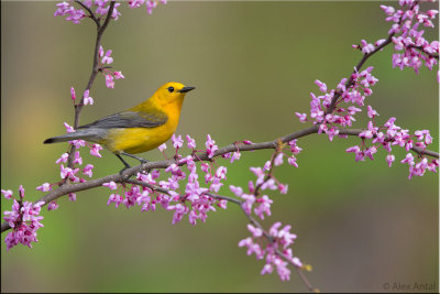prothonotary_warbler